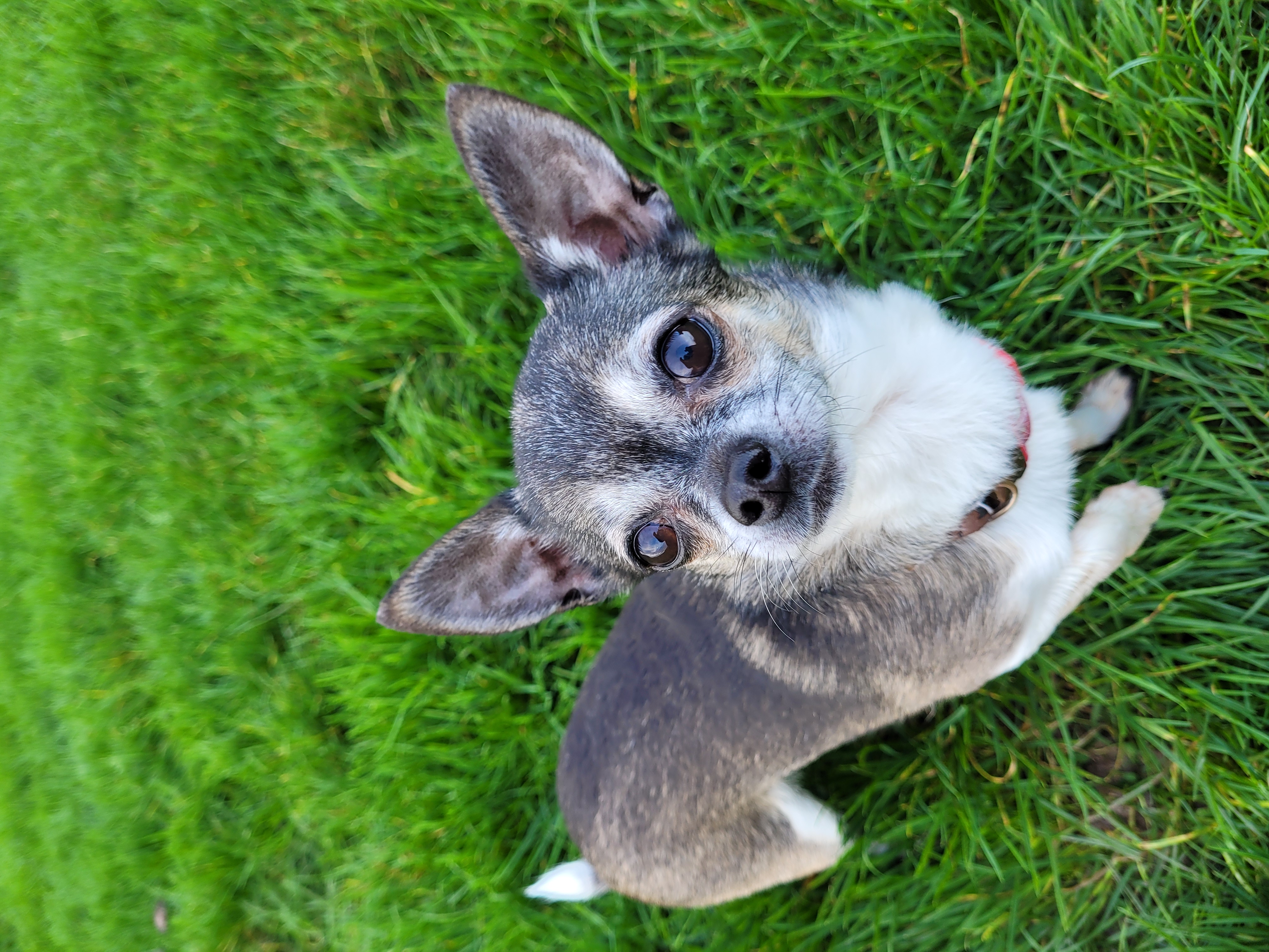 Morning Walk with Dog